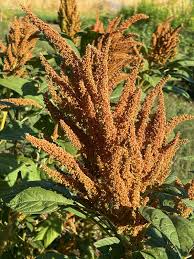 Image result for Amaranthus cruentus