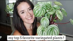 We did not find results for: My Top 5 Favorite Variegated Plants Care Tips Youtube