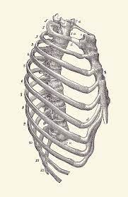 For a gesture drawing, that's good enough. Rib Cage Diagram Vintage Anatomy Print 2 Drawing By Vintage Anatomy Prints