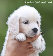 White Golden Retriever Pups Ma English Cream Breeder Nj Ct Ma Pa De Ny Ca Az Tx Md Ri Cute Little Dogs Golden Retriever Dogs