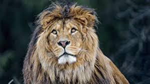 Best 2048x1152 pixels wallpaper, ultrawide monitor desktop background for any computer, laptop, tablet and phone. Lions 2048x1152 Wallpaper 195 Images Pictures Download