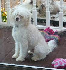 Pin On Chinese Crested Rescue Crest Care Rescue