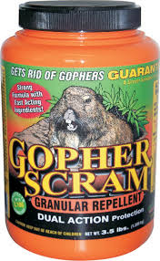Sprinkle used cat litter around the gopher holes and inside of them. Natural Gopher Repellent Natural Gopher Control Organic Gopher Control Gopher Scram A Humane Organic Pest Control Solution