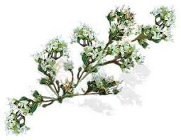 Information About The Henna Plant History Geography Botany