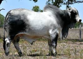 Black And White Cow Breeds Australia Image Result For Australian Brahman Cattle Cattle Breeds Fawn Colour