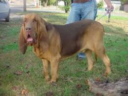 Get matched with a pupper from a responsible bloodhound breeder near you. Bloodhound Puppies In Arkansas