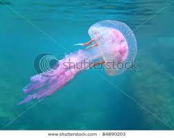 Dangerous Jelly Fish Pelagia Noctiluca Near Surface Mediterranean Sea Corsica France Stock Photo Jellyfish Images Water Life Sea Creatures