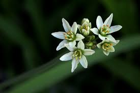 Image result for Nothoscordum borbonicum
