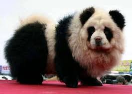 15 Wacky Pet Dye Jobs Hot Or Not In 2020 Panda Dog Panda Chow Chow Panda Bear