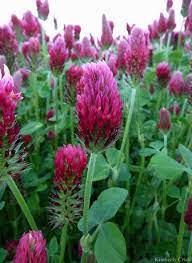 Pin Pa Red Clover
