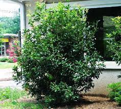 Tea Olive Fragrant Osmanthus Wilson Bros Online Olive Trees Garden Osmanthus Fragrans Live Plants
