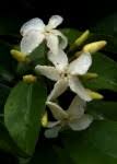 Image result for Alafia caudata
