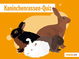 Erfahren sie bei uns mehr über vorteile und nachteile eines hundes als haustier. Kaninchenhaltung So Geht Sie Richtig Markt De