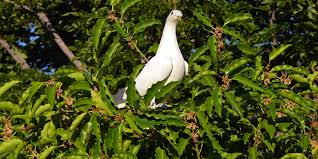 Image result for Mimusops