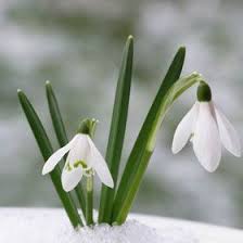 Check spelling or type a new query. Snowdrops Early Spring Flowers Spring Flowers Winter Garden