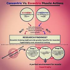 Eccentric Vs Concentric Muscle Actions For Muscle Hypertrophy It Is Constant Debate As To What Muscle Hypertrophy Exercise Physiology Concentric Vs Eccentric
