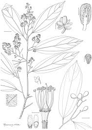 Image result for Grewia schmitzii