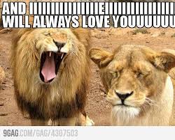 You Read This Singing Funny Lion Funny Animals Love You Meme