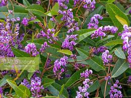 Image result for Hardenbergia comptoniana