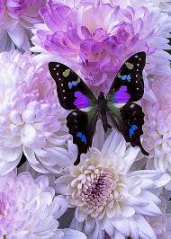 Black And Purple Butterfly Wallpaper Black And Purple Butterfly On Mums Beautiful Butterflies Purple Butterfly Colorful Butterflies