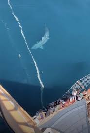 Jun 19, 2017 · one of the classic images that stirs a deep fear of the ocean is this: The Ocean Is A Scary Scary Place Barstool Sports
