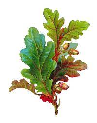 Free From My Favorite Blogs March 2014 Oak Leaf Tattoos Oak Leaves Botanical Art