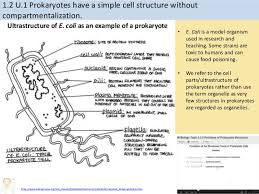 Ultrastructure of animal cell notes. 1 2 Ultrastructure Of Cells