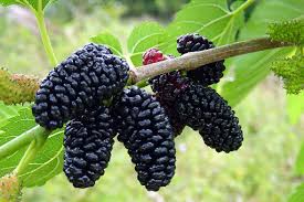 Image result for Morus indica