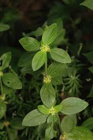 Image result for Mitracarpus