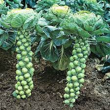 Brussel sprouts are nutritious, delicious and easy to grow, even if you don't have a lot of space. Ask A Master Gardener Growing Brussels Sprouts For Fall Harvest Home And Garden Nrtoday Com
