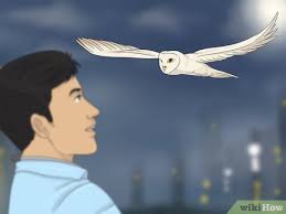 Seeing an Owl at Night Spiritual Meanings: 12 Possibilities