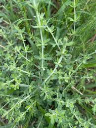 Image result for Pollichia