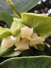 Image result for Diospyros crassiflora