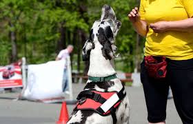 best large dog harness