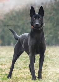 Same Breed That I Had Once His Name Was Patti This Name Given By Little Angel My Daughter Muntha Kh Black Dogs Breeds Belgian Malinois Dog Dutch Shepherd Dog