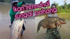 Download iate, european union, 2017. Harga Ikan Sg Pahang Youtube