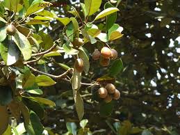 Image result for Manilkara kauki