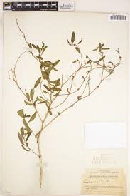 Image result for Pseudobersama