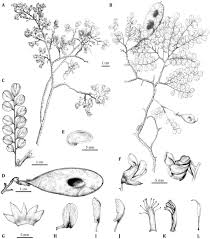 Image result for Dalbergia bracteolata