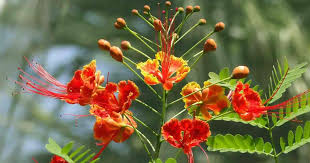 Image result for Caesalpinia rostrata