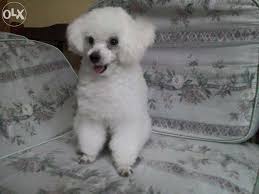 Black And White Toy Poodle Puppies For Sale White Toy Poodle For Sale For Sale Philippines Find New And Used White Toy Poodle For Sale On Olx White Toy Poodle Toy Poodles For Sale Toy Poodle