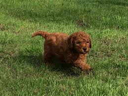Maybe you would like to learn more about one of these? Puppies Available Dark Red And Apricot Miniature Goldendoodle Breeder