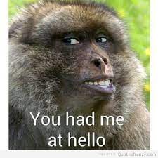 Pin By Allen Hamilton On Funny Animals Funny Animals Monkey