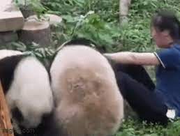 Gấu trúc gây sốc khi tấn công người chăm sóc - Ngôi Sao