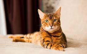 If you were wondering how to say a word or a phrase in spanish, french, german, italian, chinese, japanese or russian, this site will help you to get the answer. How To Say Cat In French What Is The Meaning Of Chat Ouino