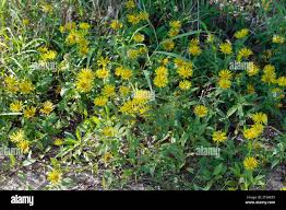 Image result for Pentanema indicum