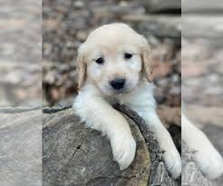 Find the perfect golden retriever puppy for sale in minnesota, mn at puppyfind.com. Golden Retriever Puppies For Sale Near Minneapolis Minnesota Usa Page 1 10 Per Page Puppyfinder Com