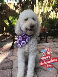 Each florida miniature goldendoodle puppy is considered a member of the family. Goldendoodle And Labradoodle Puppies For Sale Glamour Doodles