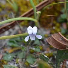 Image result for Viola eminii