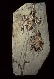Discover 24 Fossils with Tissues and fossils ideas | paleontology, prehistoric, prehistoric animals and more